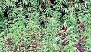 The farmer sought permission for cannabis cultivation (fail photo)