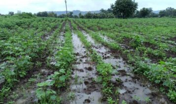 Record rainfall in Nanded district this year १