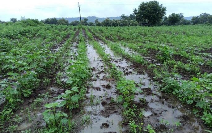 Record rainfall in Nanded district this year १
