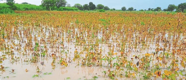 Find out the percentage in your taluka