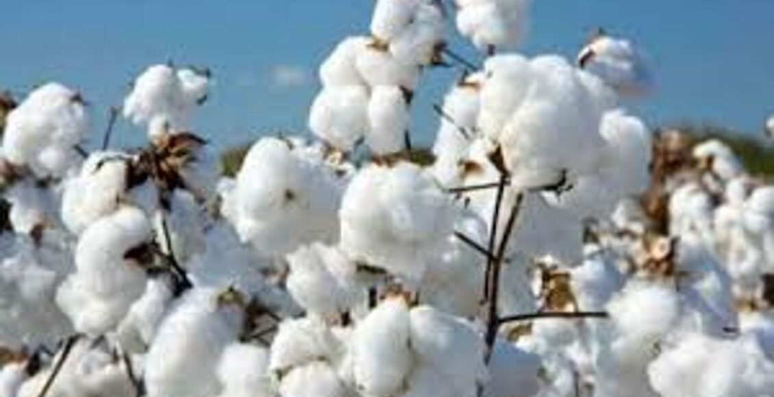 Agriculture department's important appeal to farmers, what care should be taken while buying cotton seeds