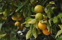 Fruit Crop Insurance Scheme