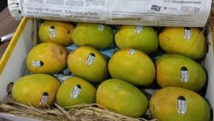 Identify Hapus mango now through unique ID