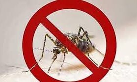dengue treatment serum monoclonal antibody trial