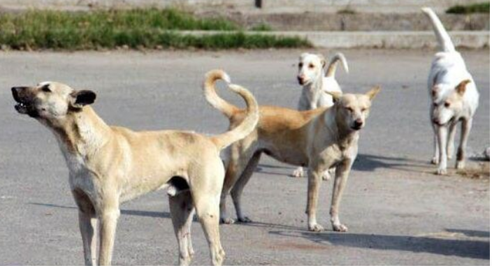 लोहगाव विमानतळावर भटक्या श्वानांचा त्रास कायम