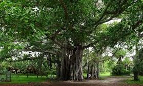 pune tree census project stalled standing committee