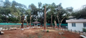 pune mayor bungalow tree cutting controversy