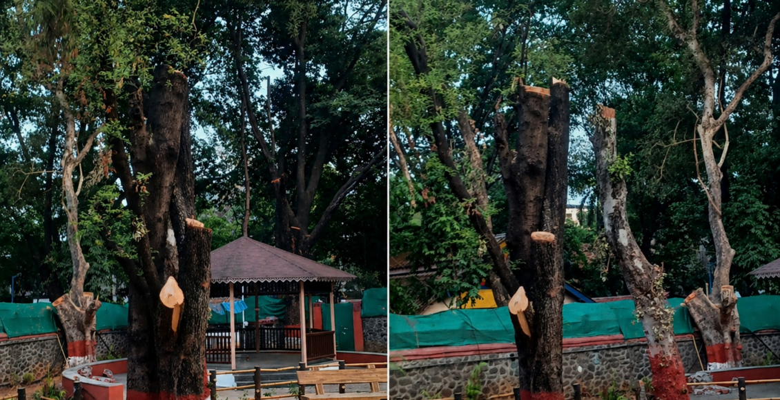 pune mayor bungalow tree cutting controversy