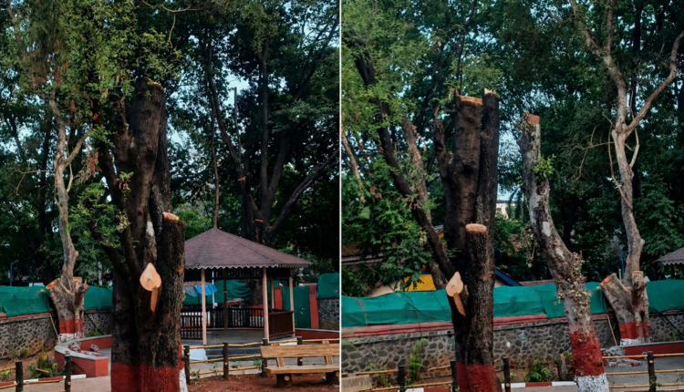 pune mayor bungalow tree cutting controversy